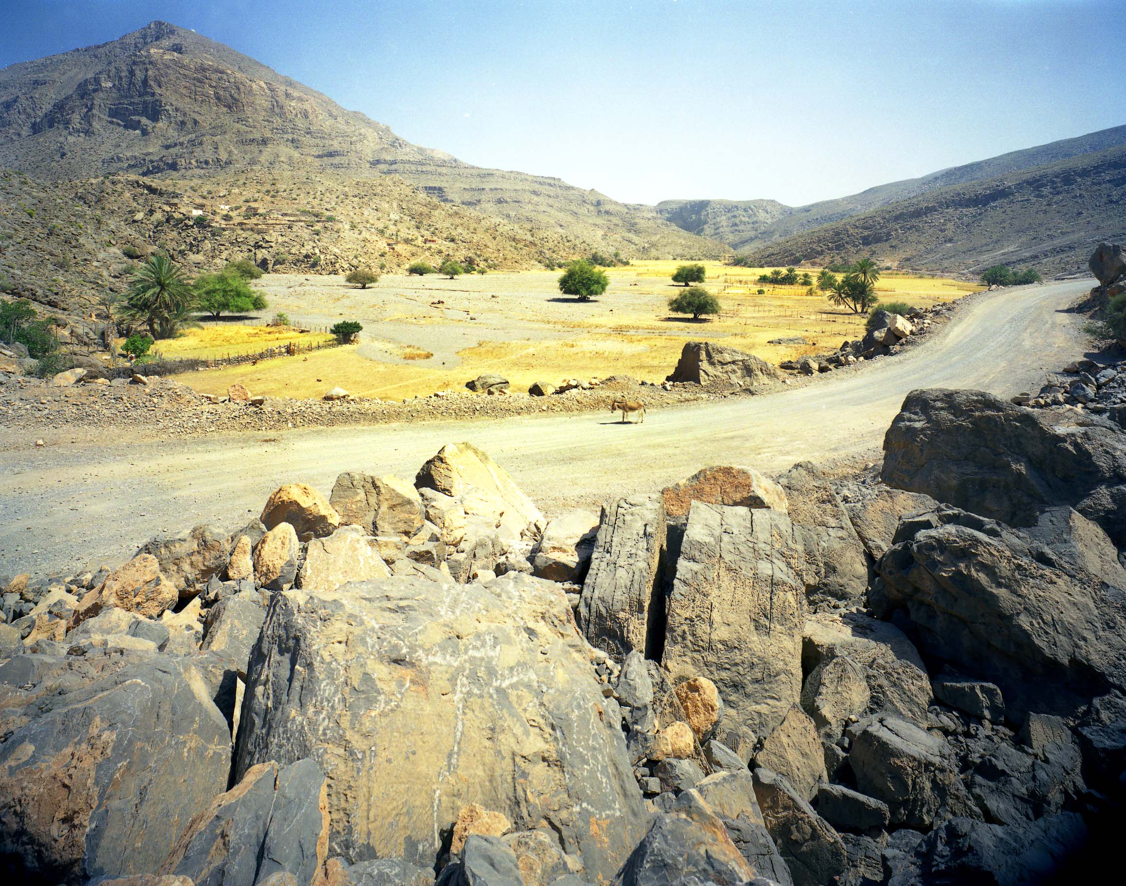 Riderless donkey on graded road