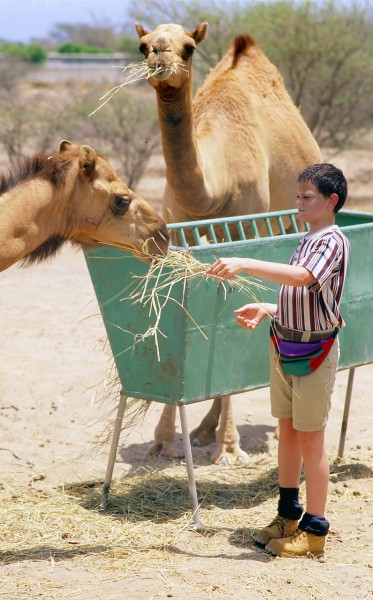 Boy feeding camels on local farm